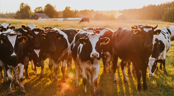 養牛場污水 養牛場污水