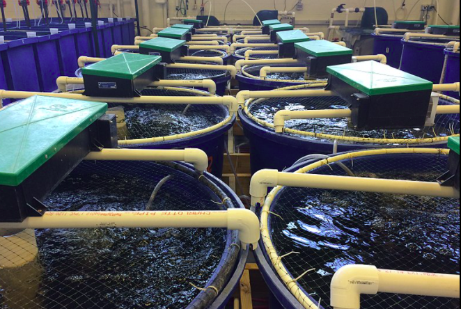 用于養(yǎng)殖場污水處理的新工藝,預(yù)計可降低28%運營成本01 用于養(yǎng)殖場污水處理的新工藝,預(yù)計可降低28%運營成本01