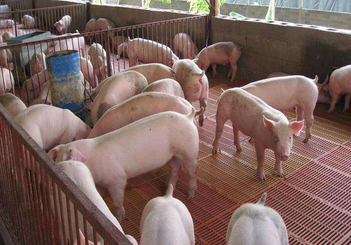 生豬養殖污水處理-養豬場廢水處理案例分析-樂中環保 生豬養殖污水處理-養豬場廢水處理案例分析-樂中環保