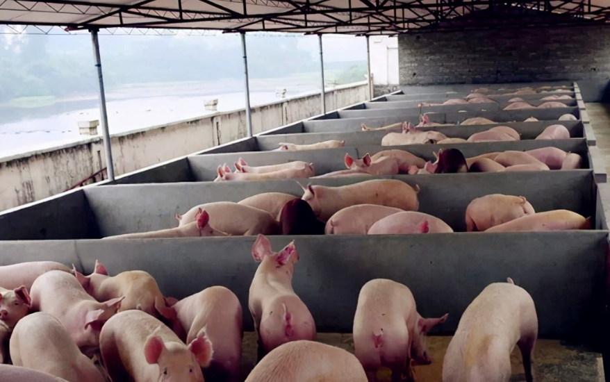 養豬污水處理設備包含哪些，教你選購適合的養殖污水處理設備