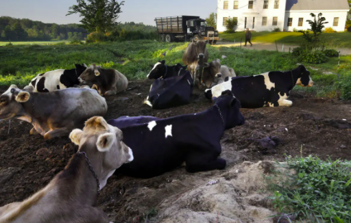 養殖場污水處理設備需要石灰輔助嗎-青島樂中環保1 養殖場污水處理設備需要石灰輔助嗎-青島樂中環保1