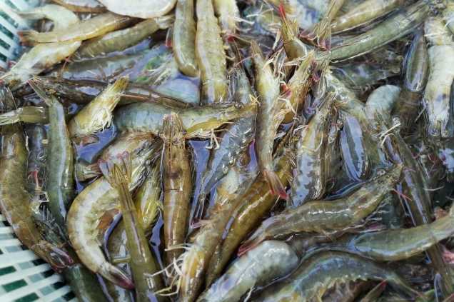 養蝦廢水怎么處理效果好？解決方案！-1