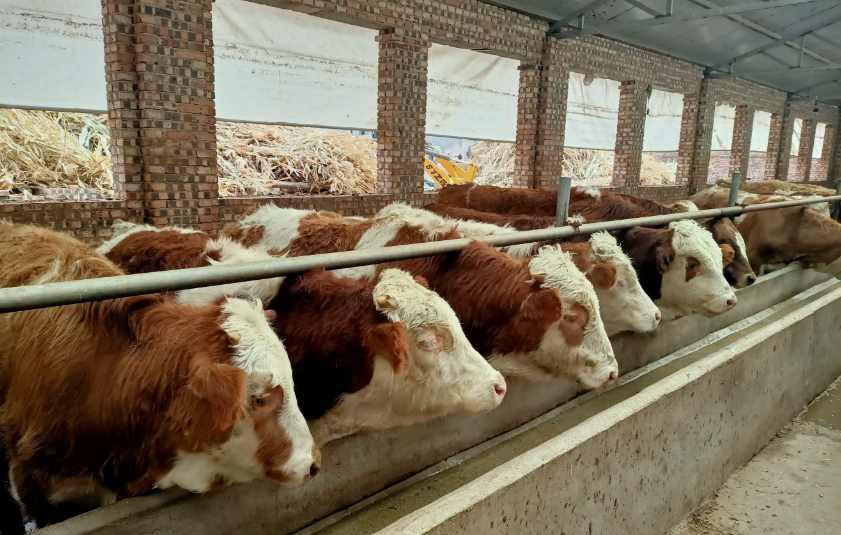 養(yǎng)牛場污水處理設(shè)備需要多少錢，價(jià)格？